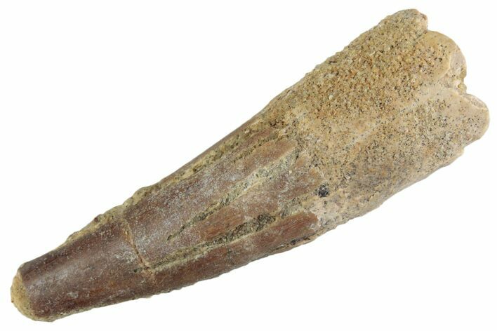 Fossil Spinosaurus Tooth - Feeding Worn Tooth #367958